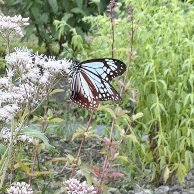 フジバカマとコスモスが見頃です